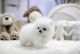 Pomeranian Puppies for sale in Boise, ID 83708, USA. price: NA