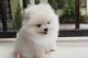 Pomeranian Puppies for sale in Anchorage, AK 99599, USA. price: NA