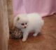 Pomeranian Puppies for sale in Little Rock, AR 72202, USA. price: NA