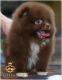 Pomeranian Puppies for sale in Massachusetts Ave, Boston, MA, USA. price: NA