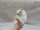 Pomeranian Puppies for sale in N US-59, Nacogdoches, TX 75965, USA. price: NA