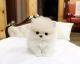 Pomeranian Puppies for sale in Brewster Rd, Newark, NJ, USA. price: $280