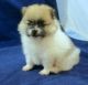 Pomeranian Puppies for sale in Dakota County, MN, USA. price: NA