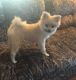 Pomeranian Puppies for sale in Boonville, IN 47601, USA. price: NA