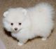 Pomeranian Puppies for sale in WY-220, Casper, WY, USA. price: $250