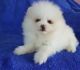 Pomeranian Puppies for sale in PA-228, Valencia, PA 16059, USA. price: NA
