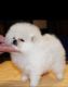 Pomeranian Puppies for sale in PA-228, Valencia, PA 16059, USA. price: NA