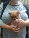 Pomeranian Puppies for sale in Raleigh School Dr, Raleigh, NC 27607, USA. price: NA
