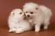 Pomeranian Puppies for sale in New York, IA 50238, USA. price: NA