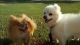 Pomeranian Puppies for sale in Lumber Bridge, NC 28357, USA. price: NA