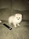 Pomeranian Puppies for sale in Maryland City, MD, USA. price: NA