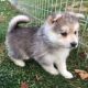 Pomeranian Puppies for sale in Canton, OH, USA. price: NA