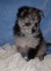 Pomeranian Puppies for sale in Marshfield, MO 65706, USA. price: $500