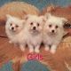 Pomeranian Puppies for sale in California St, Denver, CO, USA. price: NA