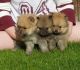Pomeranian Puppies for sale in Charleston, WV, USA. price: NA