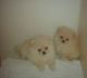 Pomeranian Puppies for sale in Montgomery, AL, USA. price: NA