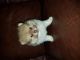 Pomeranian Puppies for sale in Homewood, IL, USA. price: NA