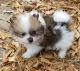 Pomeranian Puppies for sale in Carrollton, GA, USA. price: NA