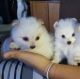 Pomeranian Puppies for sale in Idaho Falls, ID, USA. price: NA