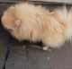 Pomeranian Puppies for sale in Waco, TX, USA. price: NA