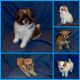 Pomeranian Puppies for sale in Phoenix, AZ 85032, USA. price: NA