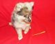 Pomeranian Puppies for sale in Aliso Viejo, CA, USA. price: NA