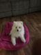 Pomeranian Puppies for sale in Branford, FL 32008, USA. price: $400