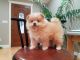 Pomeranian Puppies for sale in Antelope, CA 95843, USA. price: NA