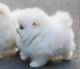 Pomeranian Puppies for sale in San Francisco, San Antonio, TX 78201, USA. price: NA