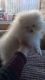 Pomeranian Puppies for sale in Lobelville, TN 37097, USA. price: NA