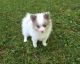 Pomeranian Puppies for sale in Washington Ave, Cleveland, OH 44113, USA. price: NA