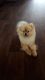 Pomeranian Puppies for sale in Little Rock, AR, USA. price: NA
