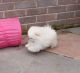 Pomeranian Puppies for sale in Springfield, MA 01101, USA. price: NA
