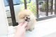 Pomeranian Puppies for sale in New York, NY 10119, USA. price: NA