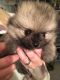 Pomeranian Puppies for sale in Castle Pines, CO 80108, USA. price: NA