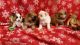 Pomeranian Puppies for sale in Williamstown, NJ 08094, USA. price: $900