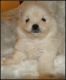 Pomeranian Puppies for sale in Statham, GA, USA. price: $800