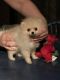 Pomeranian Puppies for sale in Ringgold, GA 30736, USA. price: NA