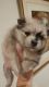 Pomeranian Puppies for sale in Court Pl, Denver, CO, USA. price: NA