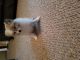Pomeranian Puppies for sale in Meriden, CT, USA. price: NA