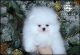 Pomeranian Puppies for sale in Arizona City, AZ 85123, USA. price: NA
