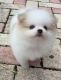 Pomeranian Puppies for sale in Canada St, Lake George, NY 12845, USA. price: NA