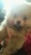 Pomeranian Puppies for sale in Indianapolis, IN 46259, USA. price: $600