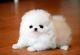 Pomeranian Puppies for sale in Columbus, OH 43206, USA. price: NA