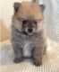 Pomeranian Puppies for sale in Williamsburg, VA 23188, USA. price: NA