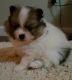 Pomeranian Puppies for sale in Bethel, OH 45106, USA. price: NA