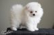 Pomeranian Puppies for sale in Leander, TX 78641, USA. price: $1,500