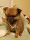Pomeranian Puppies for sale in Trenton, MI 48183, USA. price: NA