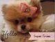 Pomeranian Puppies for sale in Fort Lauderdale, FL, USA. price: NA