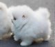 Pomeranian Puppies for sale in California Oaks Rd, Murrieta, CA 92562, USA. price: NA